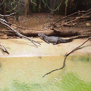 Replicated tropical thunderstorm over the caiman, turtle and iguana exhibit, 2019-06-22