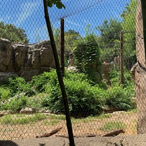 Recently renovated jaguar exhibit