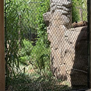 Recently renovated jaguar exhibit