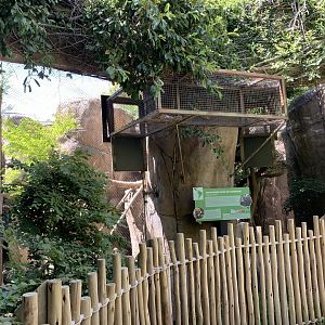 White-nosed coati exhibit
