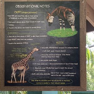 New signage comparing giraffes and okapis