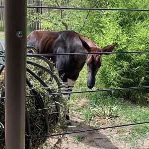 Forest the okapi