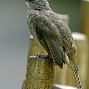 Olive-winged bulbul