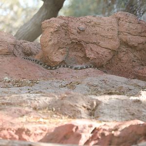 king snake in wolf exhibit