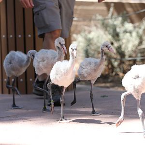 flamingo chick walk