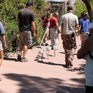 flamingo chick walk
