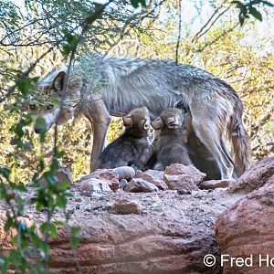 Mexican wolves nursing
