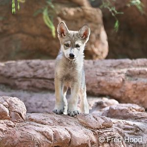 Mexican wolf pup