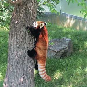 Red Panda