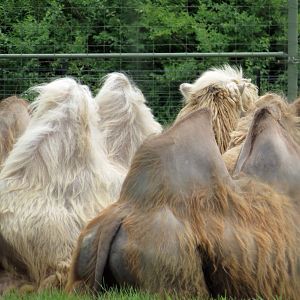 Bactrian Camel 2 of 2