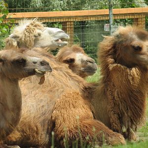 Bactrian Camel 1 of 2
