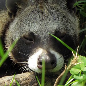 African Civet Axe Valley