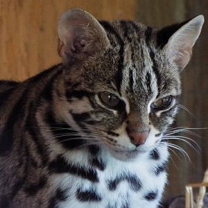 Female Indochinese Leopard Cat Axe Valley