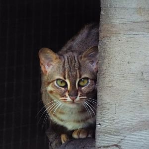 Female Rusty Spotted Cat Axe Valley