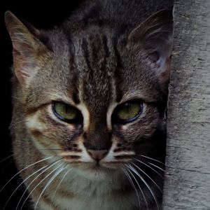 Female Rusty Spotted Cat Axe Valley