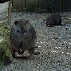 Female Long Nosed Potoroo and young Axe Valley