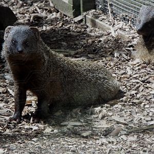 Egyptian Mongoose Axe Valley