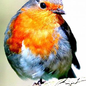 Wild European robin; Wildwood; 28th June 2019