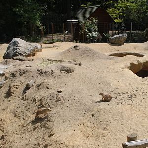 Prairiedog-enclosure