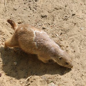 Black-tailed prairiedog