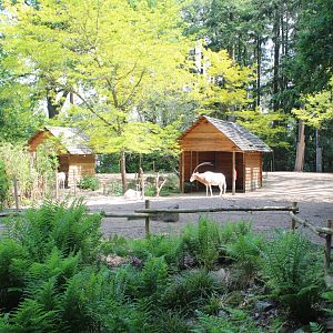 Scimitar-horned oryx enclosure