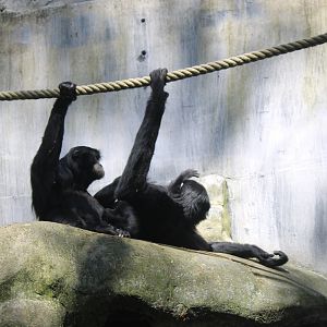 Siamangs