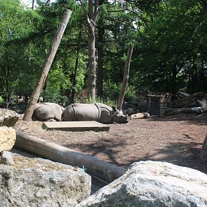 Greater one-horned rhino-enclosure