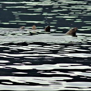 Steller's Sea Lions - Alaska