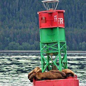 Bald Eagle and Steller's Sea Lions - Alaska