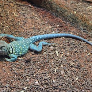 ollared lizard