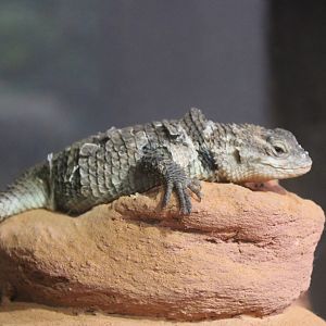 Desert spiny lizard - Sceloporus magister