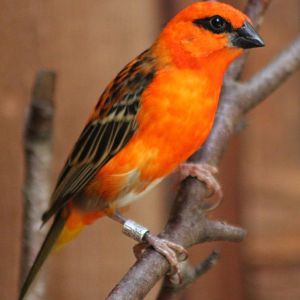 Male Madagascar fody