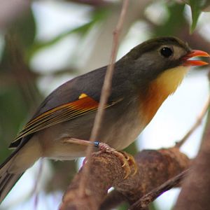 Peking robin