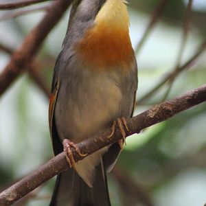 Peking robin