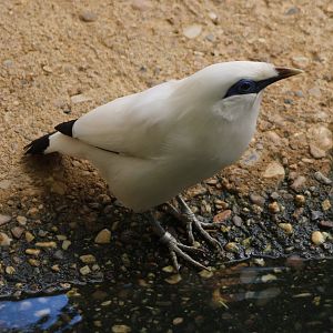 Bali myna at the pool