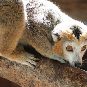 Crowned lemur
