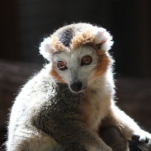 Crowned lemur