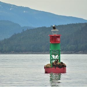 Bald Eagle and Steller's Sea Lions - Alaska