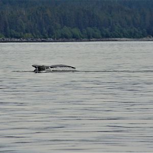 Humpback Whale - Alaska