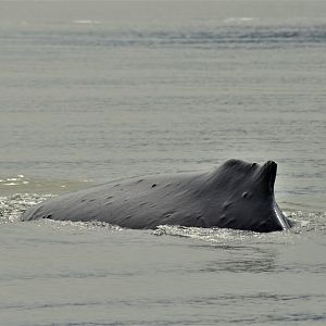 humpback Whale - Alaska