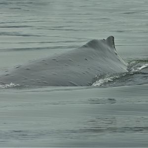 Humpback Whale - Alaska