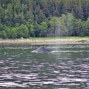Porpoise - Alaska