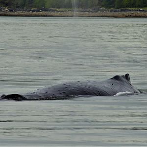 Humpback Whale - Alaska