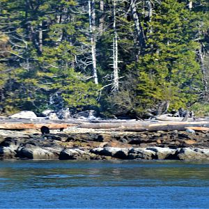 Female Black Bear and Cub - Alaska