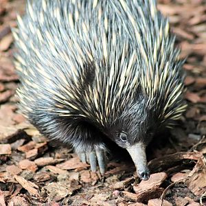 Short-beaked Echidna (Tachyglossus aculeatus)