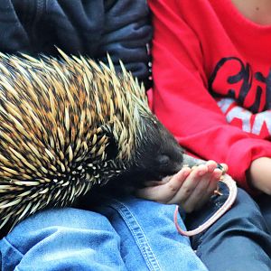 Tongue of Short-beaked Echidna (Tachyglossus aculeatus)