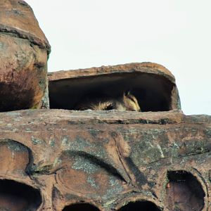 Black-footed Rock Wallaby (Petrogale lateralis)