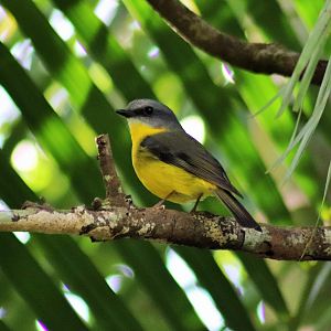 Wild Eastern Yellow Robin (Eopsaltria australis)