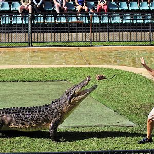 Saltwater Crocodile (Crocodylus porosus)