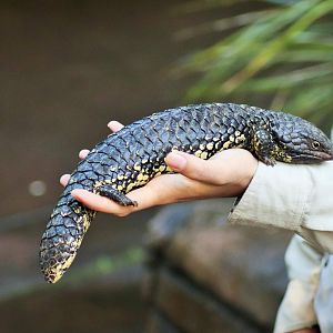Shingleback (Tiliqua rugosa)